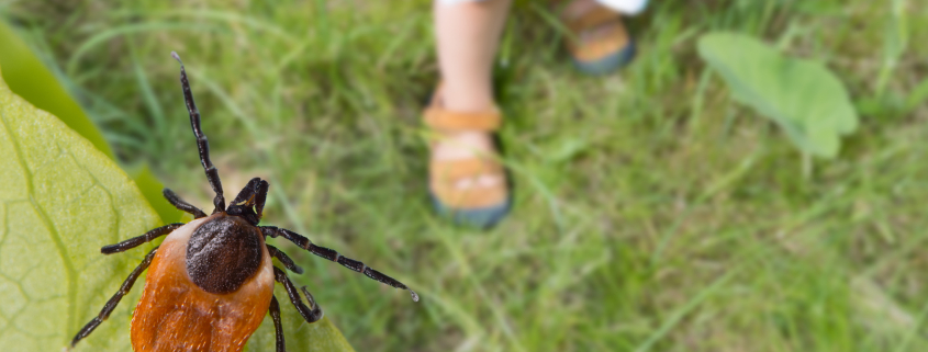 lyme behandelen