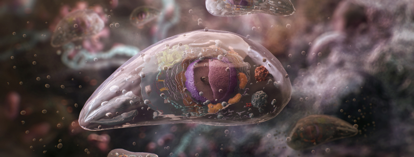 Parasitaire infectie