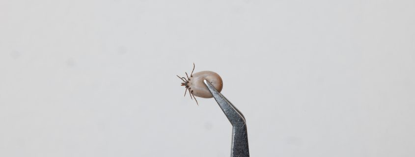 lyme en vermoeidheid